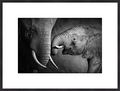 GK8060 024 Elephant Baby