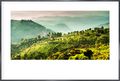 GK9060 002 Landscape of Tea Plantations